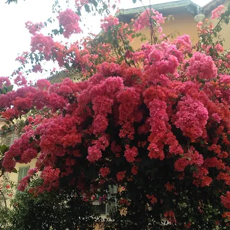 La Malouine Niza