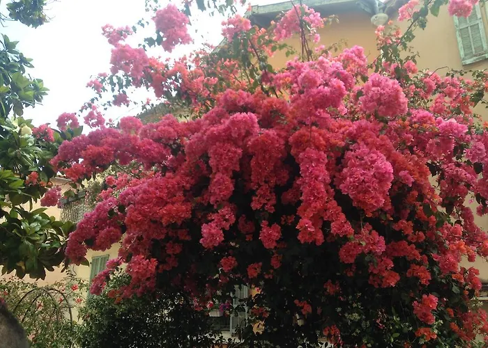 La Malouine ניס